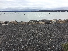 ducks; Canandaigua Lake